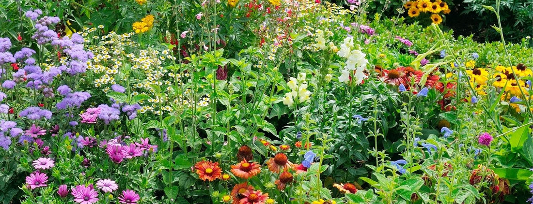 Bee-Friendly Garden In New Zealand