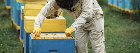 Beehive During Winter