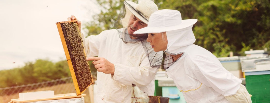 What Does A Beekeeper Do All Day - Hive Inspection