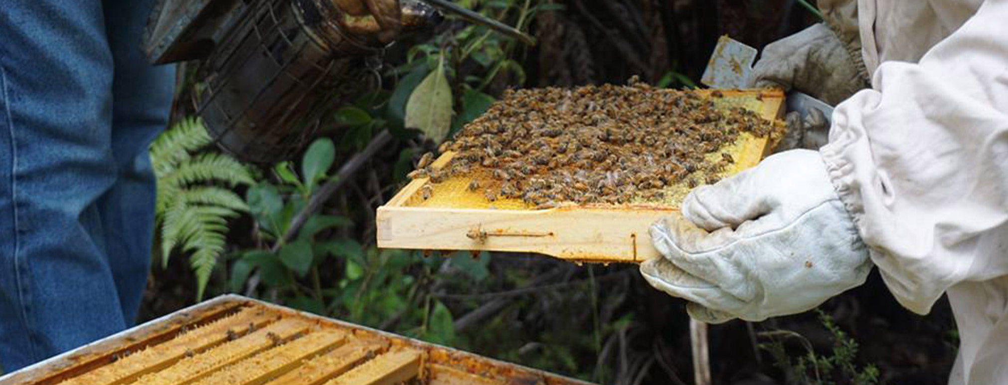NZ Beekeepers Check Beehive and Honey