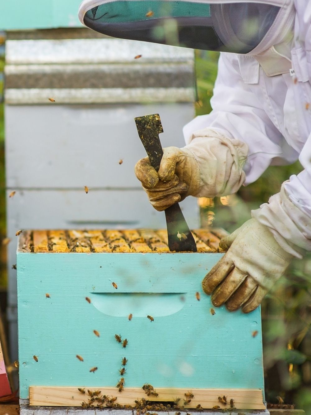 Honey NZ - Authentic & Local Honey