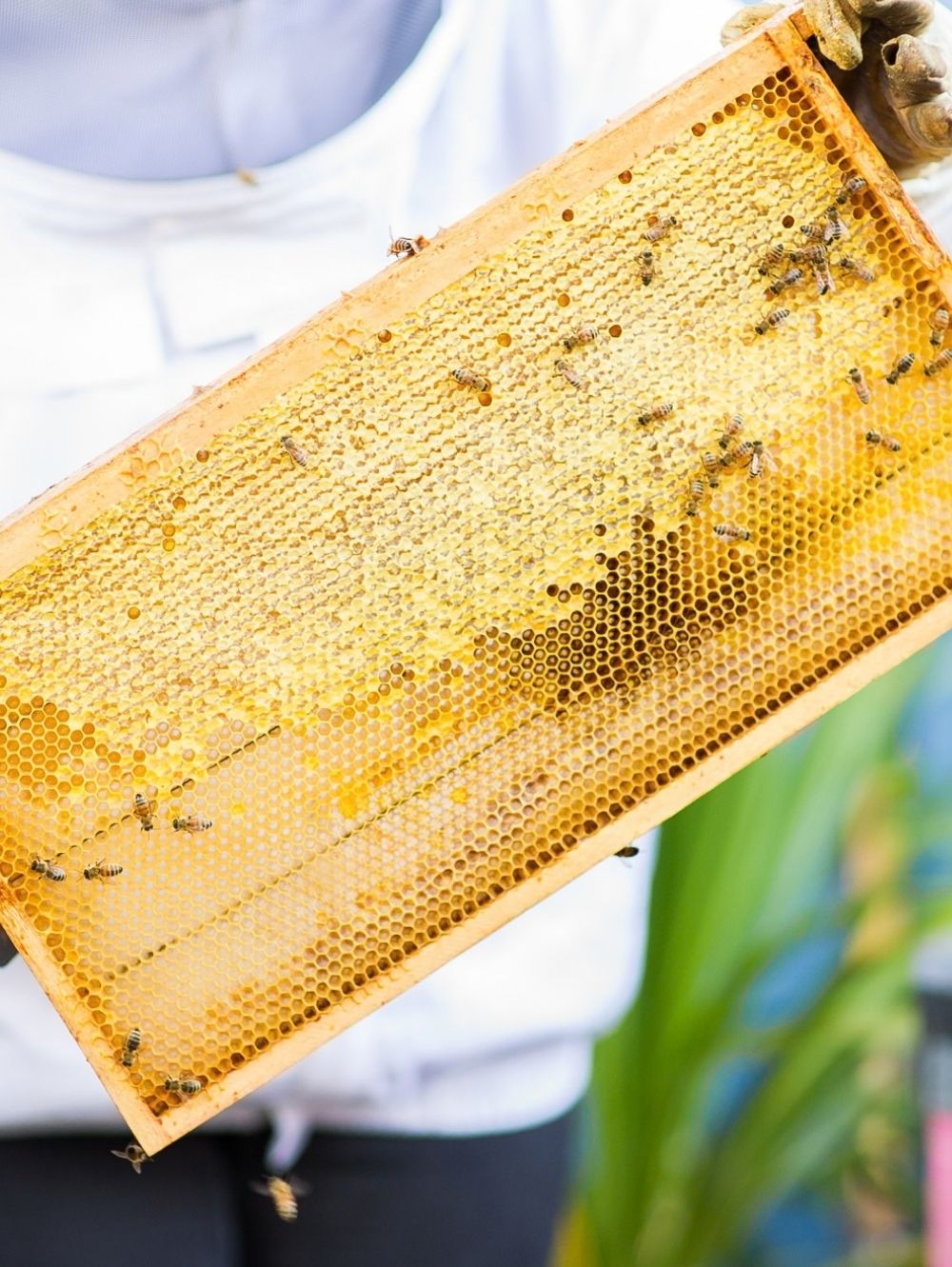 A close-up of a wooden honeycomb frame covered with bees and golden honey cells, held by a person wearing a white beekeeping jacket in an outdoor setting.